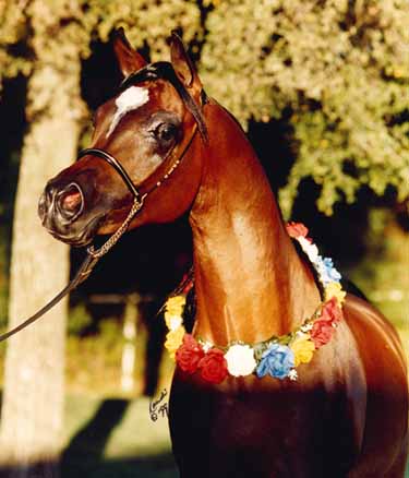 pimlicorca.jpg